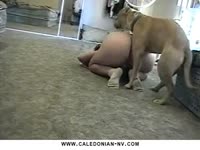 Big ass slut jacking off dog and got fucked